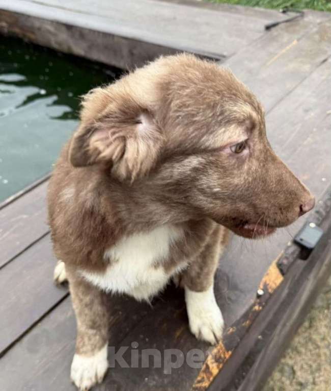 Собаки в других городах Владимирской области: Малышка Майли в поисках своих родителей Девочка, Бесплатно - фото 2