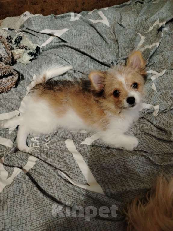 Собаки в Ярославле: Щенки чихуахуа  Девочка, 15 000 руб. - фото 2