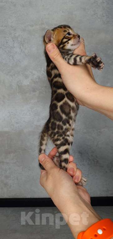 Кошки в Ставрополе: Бенгальские котята Мальчик, 40 000 руб. - фото 9