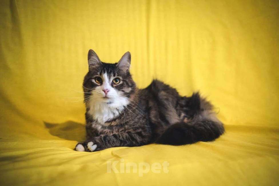 Кошки в Москве: Пушистый котик Камыш ищет хозяина Мальчик, Бесплатно - фото 2