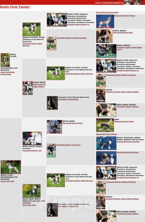 Собаки в Красногорске: КСОЛО КЛАБ ФАНТАЗИЯ Девочка, 50 000 руб. - фото 2