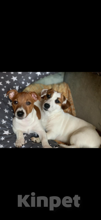 Собаки в других городах Московской области: Щенки Джек Рассел Терьер Разнополые, Бесплатно - фото 1