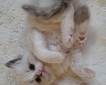 Кошки в других городах Московской области: Клубные котята рэгдолл - kitten ragdoll Мальчик, 70 000 руб. - фото 7
