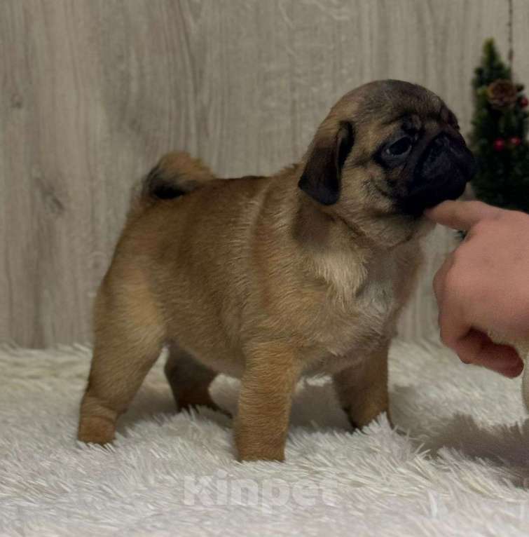Собаки в Нижнем Новгороде: Щенки породы мопс Девочка, Бесплатно - фото 3