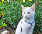 Кошки в Москве: Котик 7 месяцев Мальчик, Бесплатно - фото 4