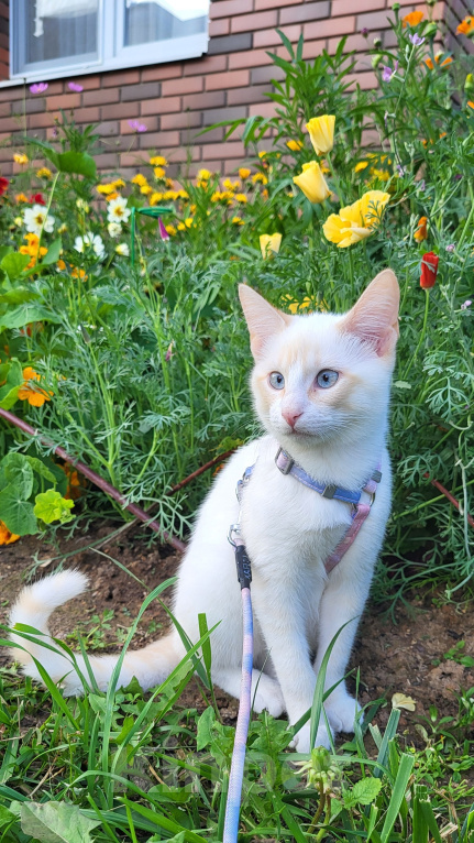 Кошки в Москве: Котик 7 месяцев Мальчик, Бесплатно - фото 4