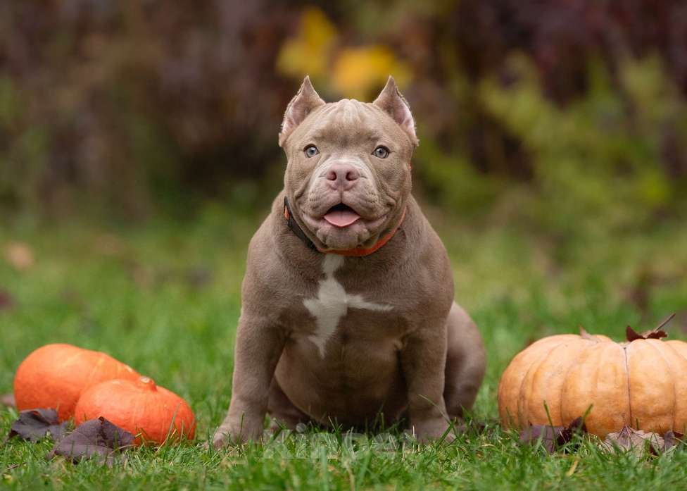 Собаки в Санкт-Петербурге: Предлагаются к продаже щенки американского булли  Девочка, 70 000 руб. - фото 6