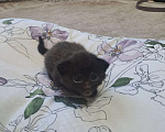 Кошки в Воронеже: Мальчики Мальчик, Бесплатно - фото 2
