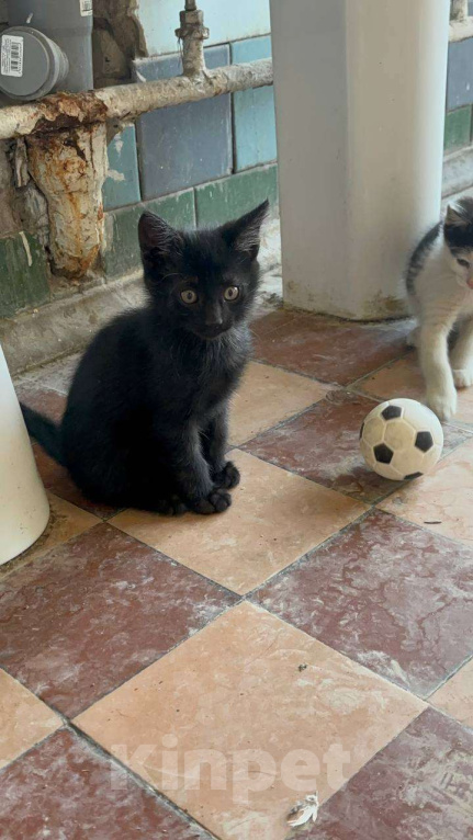 Кошки в Москве: Яша Мальчик, Бесплатно - фото 2