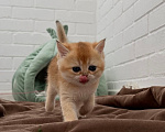 Кошки в Новосибирске: Прямоухая шотландская девочка Девочка, 35 000 руб. - фото 4