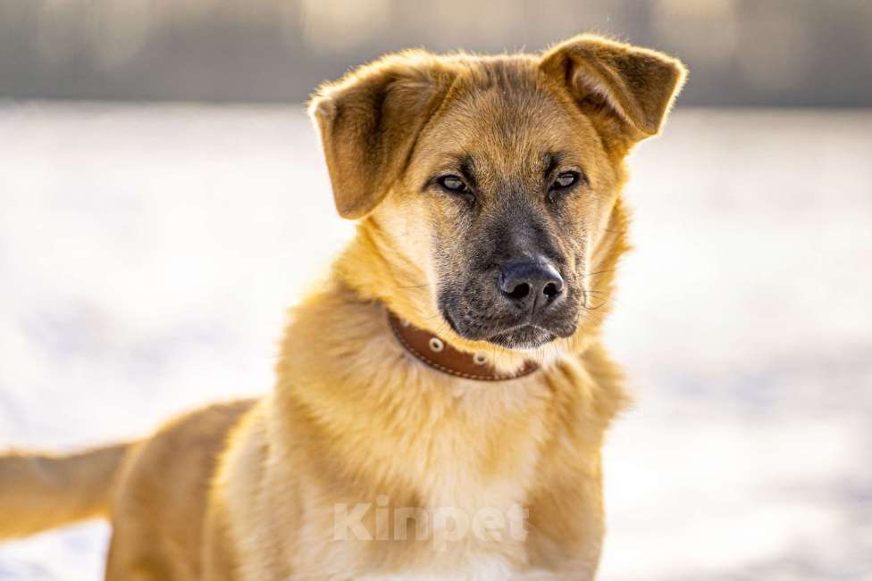 Собаки в Клине: Реджи — шаловливый пёсик Мальчик, Бесплатно - фото 1