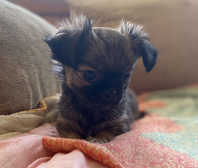 Великолепный мальчик чишка