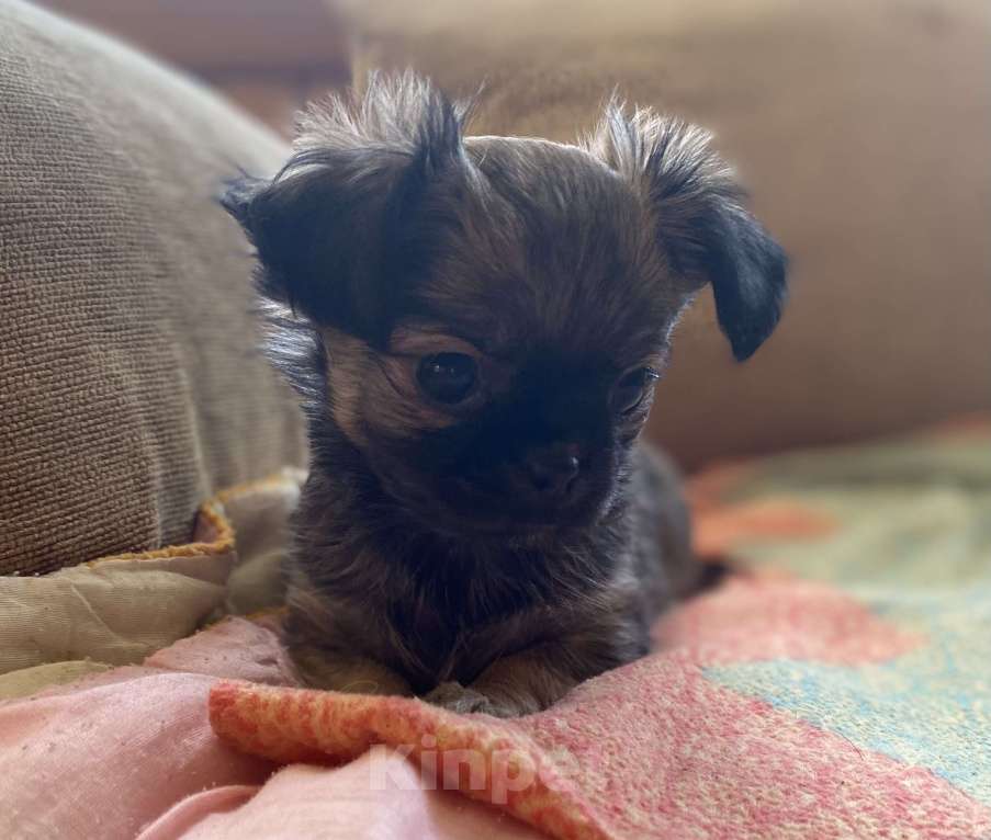 Собаки в Санкт-Петербурге: Великолепный мальчик чишка Мальчик, 25 000 руб. - фото 1