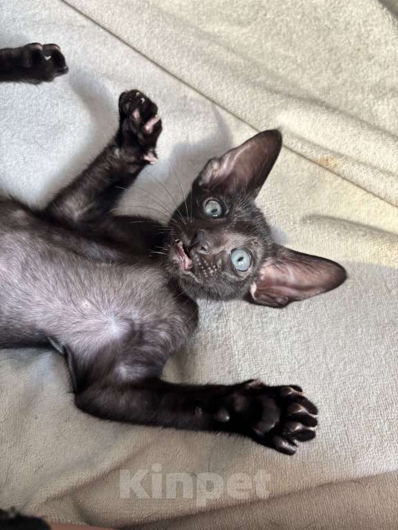 Кошки в Санкт-Петербурге: Ориентальный котенок Девочка, 30 000 руб. - фото 2