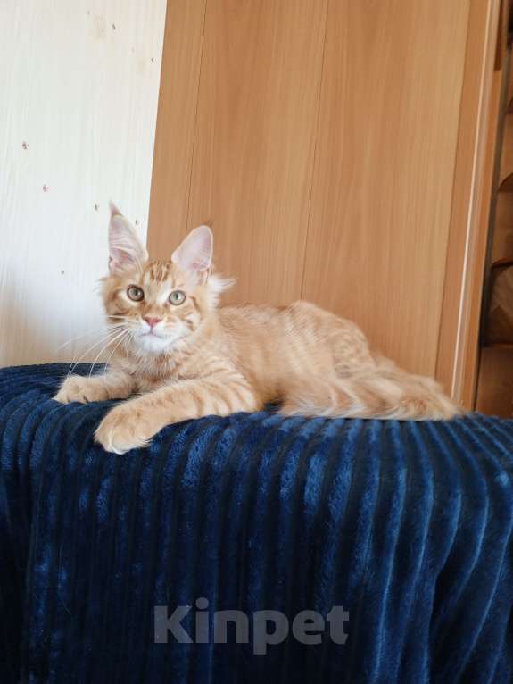 Кошки в Владимире: Кот , мейн-кун , красный тигр Мальчик, 40 000 руб. - фото 5