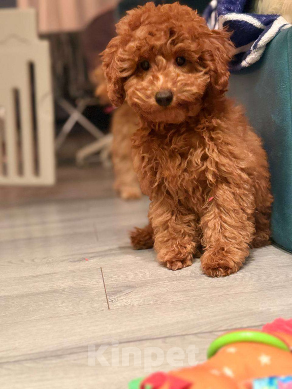 Собаки в Мытищах: Миниатюрный пудель Айла Девочка, 60 000 руб. - фото 1