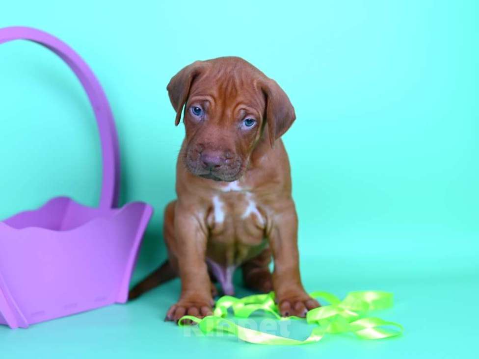 Собаки в Москве: Щенок родезийского риджбека редкого окраса Мальчик, Бесплатно - фото 5