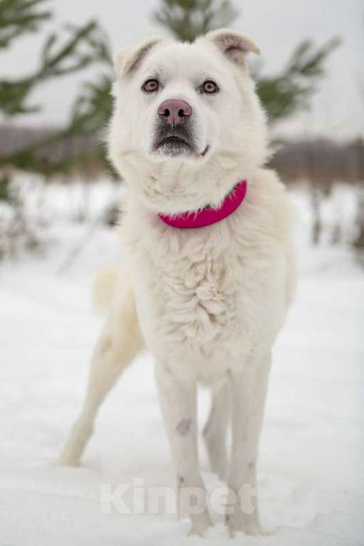 Собаки в Москве: Розовоносый метис лабрадора Бадди в добрые руки Мальчик, Бесплатно - фото 2