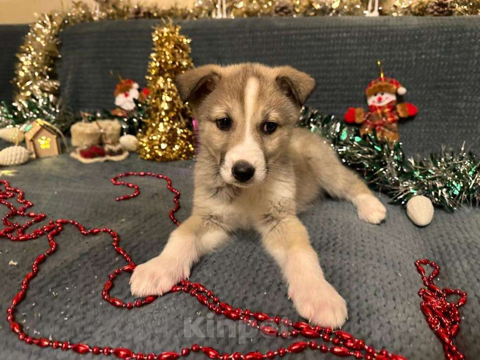 Собаки в Лосином-Петровском: Эдвин якутенок  Мальчик, Бесплатно - фото 2