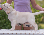 Собаки в Твери: Продажа щенков лабрадора ретривера. Мальчик, 70 000 руб. - фото 2