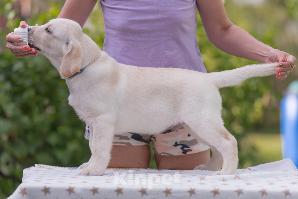 Собаки в Твери: Продажа щенков лабрадора ретривера. Мальчик, 70 000 руб. - фото 2