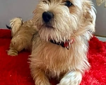 Собаки в Ростове-на-Дону: Знакомьтесь, красавец Марик!🐶 Мальчик, Бесплатно - фото 1