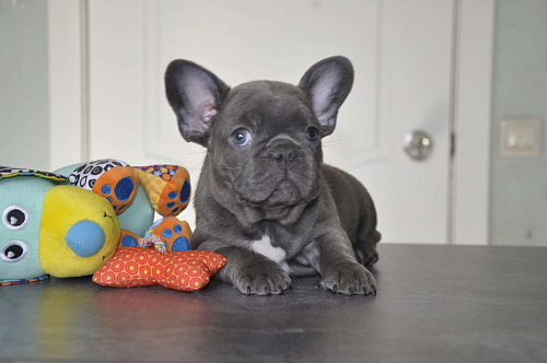 Девочка голубой солид