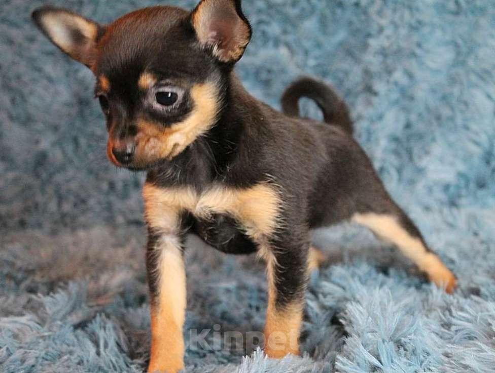 Собаки в Москве: Девочка русский той Девочка, 35 000 руб. - фото 1