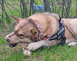 Собаки в Воронеже: Представляютса вам. Отличные щенки ! Аляскинский маламут . мальчики и девочки . по цене 5000. Р. Мальчик, 5 000 руб. - фото 10