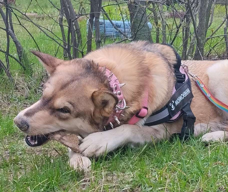 Собаки в Воронеже: Представляютса вам. Отличные щенки ! Аляскинский маламут . мальчики и девочки . по цене 5000. Р. Мальчик, 5 000 руб. - фото 10