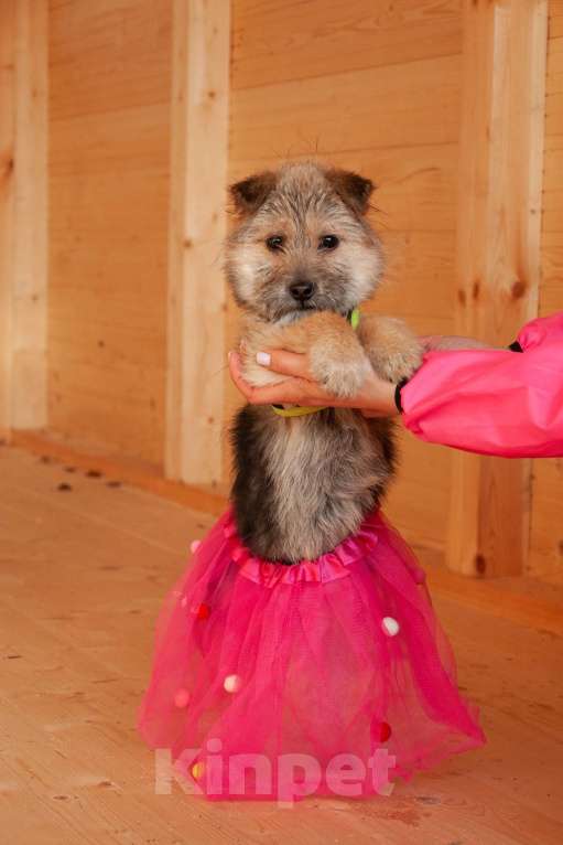 Собаки в Ногинске: Маленькая собачка Кэтрин ищет дом Девочка, Бесплатно - фото 4