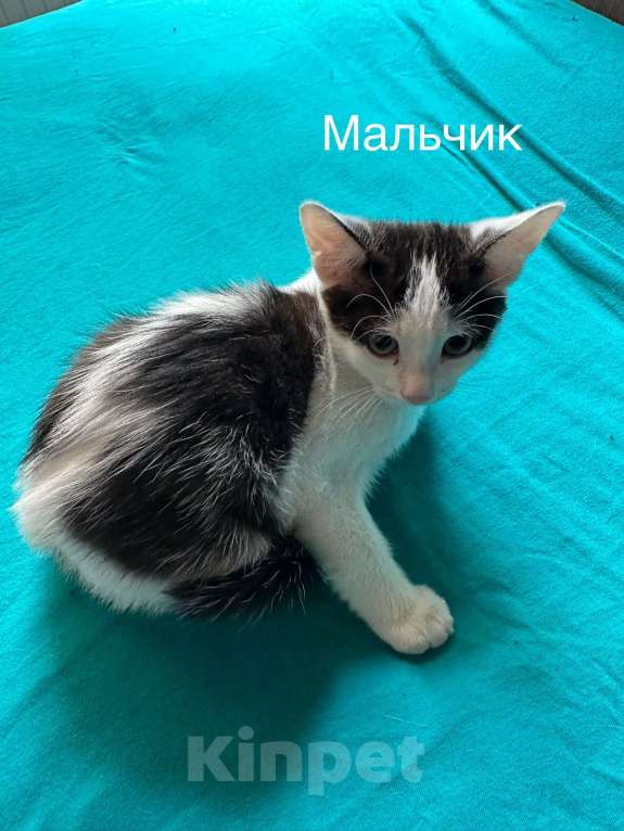 Кошки в Санкт-Петербурге: Котенок мальчик Мальчик, Бесплатно - фото 2