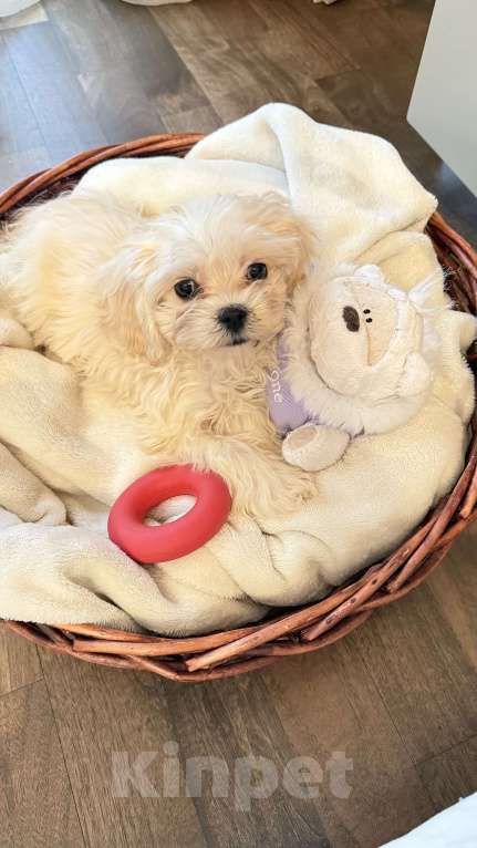 Собаки в Москве: Мальтипу лучший малыш Мальчик, Бесплатно - фото 4