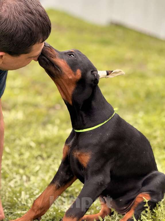 Собаки в Москве: щенок добермана Девочка, 80 000 руб. - фото 5