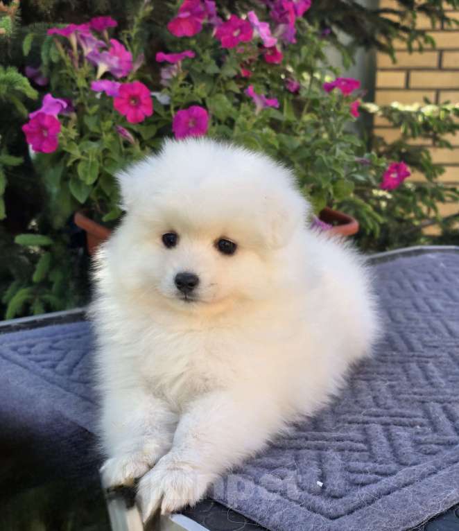 Собаки в Сергиеве Посаде: Предлагаем мальчика Японского шпица Мальчик, 60 000 руб. - фото 6