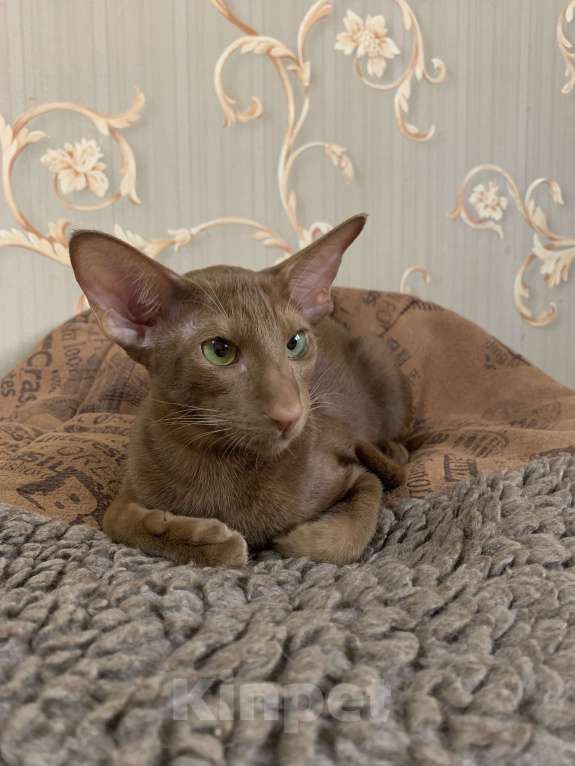Кошки в Москве: Ориентальный котенок Девочка, 50 000 руб. - фото 3