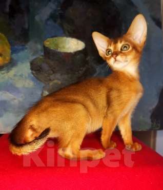 Кошки в Москве: Абиссинские котята американских линий Мальчик, 50 000 руб. - фото 4