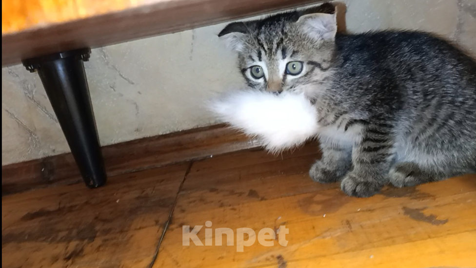Кошки в Екатеринбурге: Котята,2 месяца,мальчики,от порядочных родителей: мама скоттиш фолд (полосатая), папа скоттиш страйт Мальчик, Бесплатно - фото 3