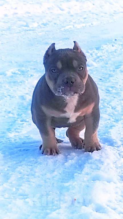 Собаки в других городах Ярославской области: Девочка-булли Девочка, 80 000 руб. - фото 6