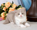 Кошки в Мурином: Британский котик окраса лиловый биколор Мальчик, 33 000 руб. - фото 3