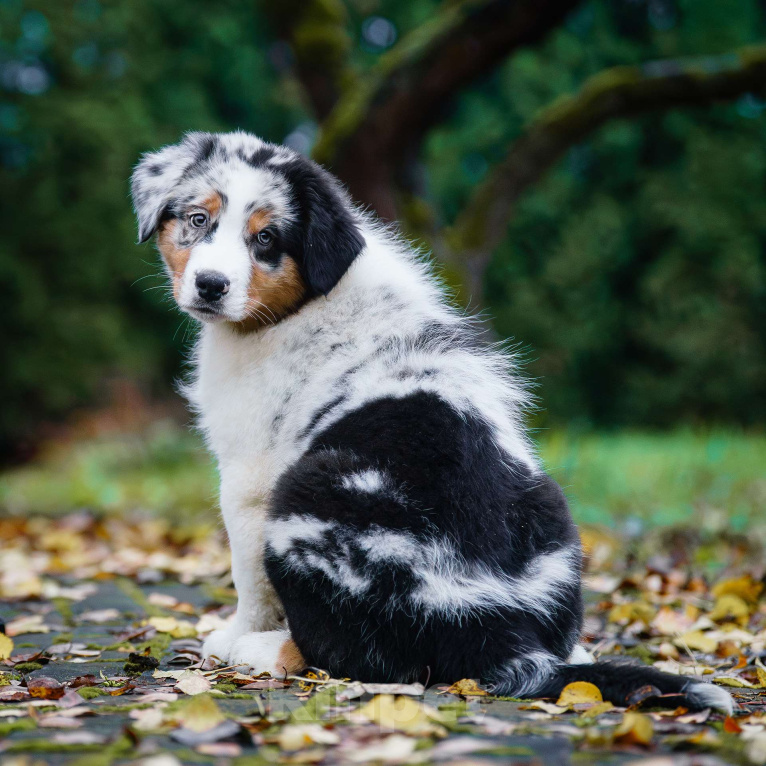 Собаки в Звенигороде: Щенки австралийской овчарки   Мальчик, 90 000 руб. - фото 5