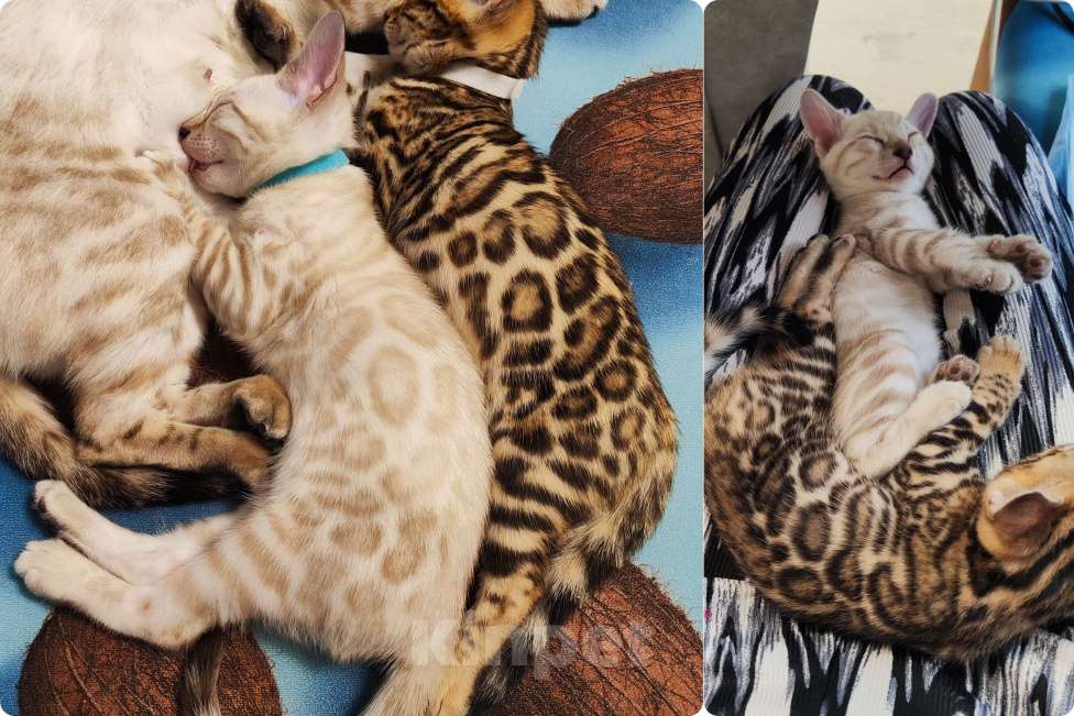 Кошки в Перми: Снежный бенгал роскошный окрас Мальчик, 50 000 руб. - фото 1