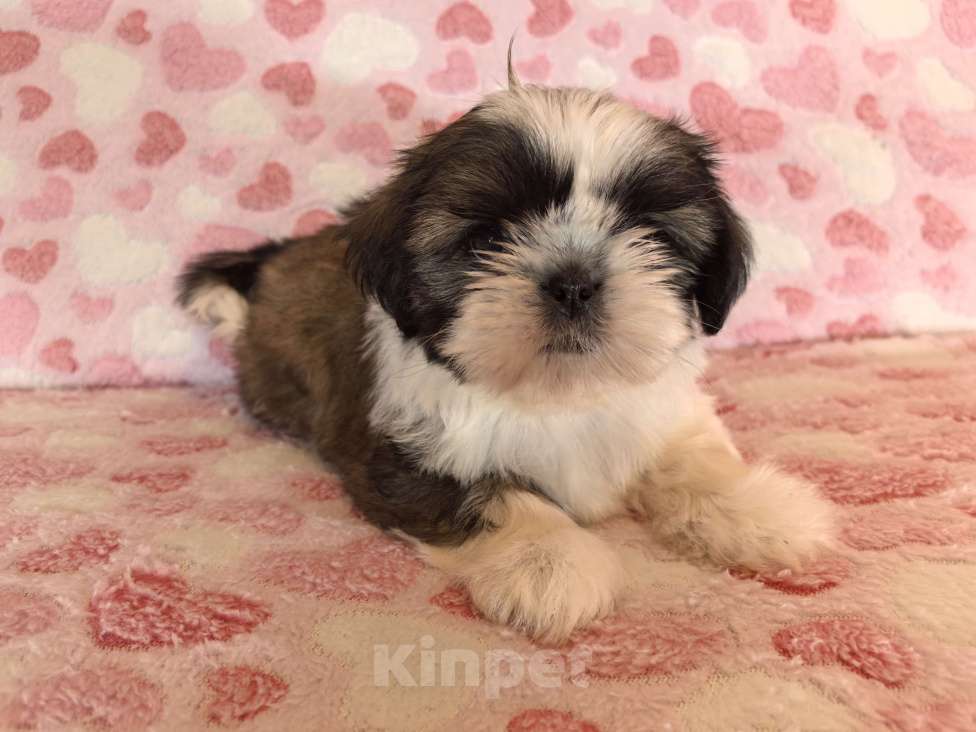 Собаки в других городах Белгородской области: Девочка ши-тцу  Девочка, 35 000 руб. - фото 4