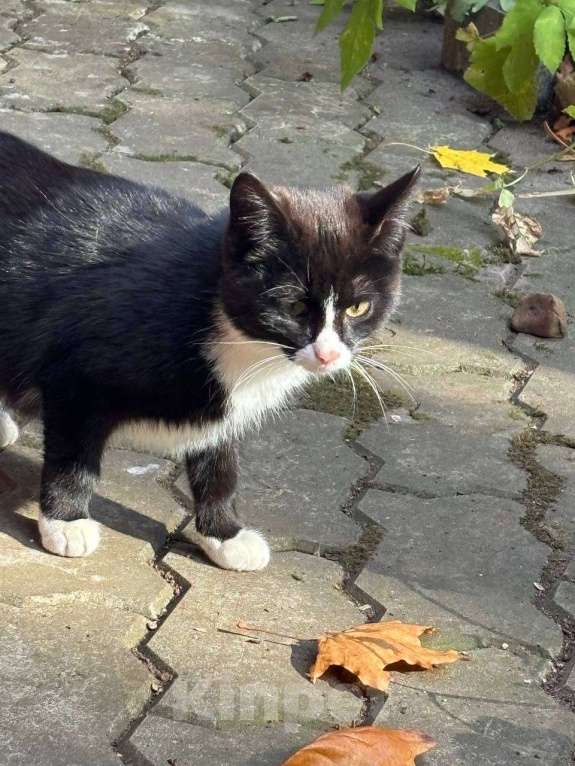 Кошки в Москве: Отдам котенка в добрые руки  Девочка, Бесплатно - фото 6