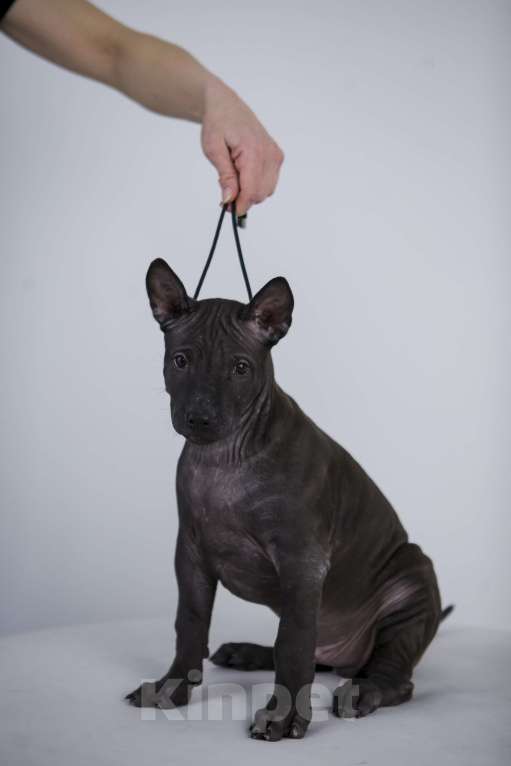 Собаки в Сургуте: Продам щенков Тайского Риджбека Мальчик, Бесплатно - фото 2