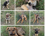 Собаки в Севастополе: Щенки ищут дом. Отдам в добрые руки Мальчик, Бесплатно - фото 1