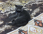 Кошки в Черкесске: Вязка. Британский прямоухий опытный кот., 1 000 руб. - фото 4