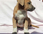 Собаки в Похвистнево: Щенки стаффордширского терьера, 10 000 руб. - фото 3