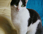 Кошки в Новоалтайске: Кошка Люси, Бесплатно - фото 2