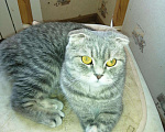Кошки в Туле: Шотландские вислаухие котята, 5 000 руб. - фото 1